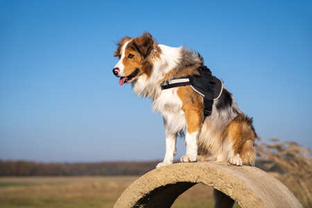 rescue dog in a harness sits on a concrete ring and guards the surroundingsの写真素材