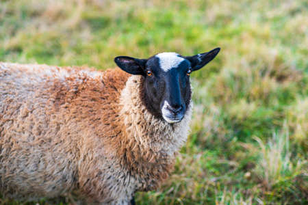 sheep with a black head and evil eyes looking into the cameraの写真素材