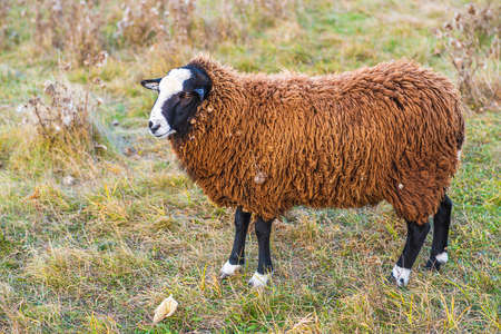 beautiful sheep with brown color feeds on a meadowの写真素材