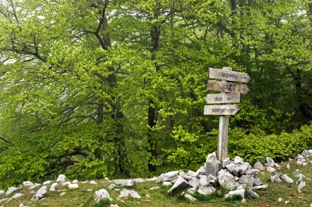 Signpost in the forestの写真素材