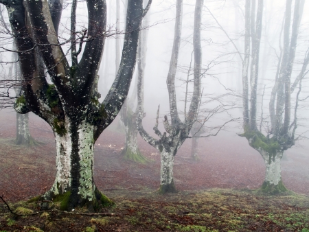 Beech forest with fogの写真素材