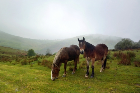 Horses in the rainの写真素材