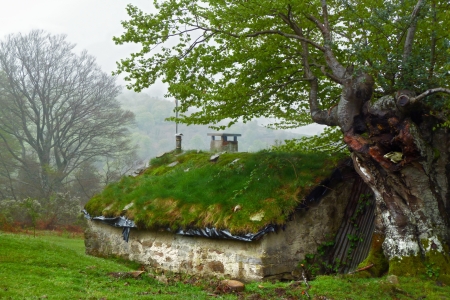 Hovel in the forestの写真素材