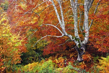 A lonely beech tree in colorful autumn forestの写真素材