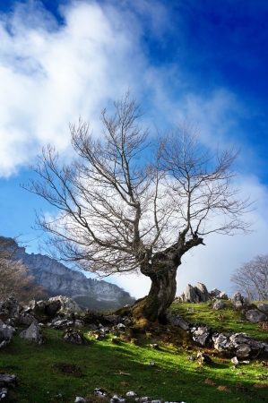 dead tree silhouette against blue skyの写真素材