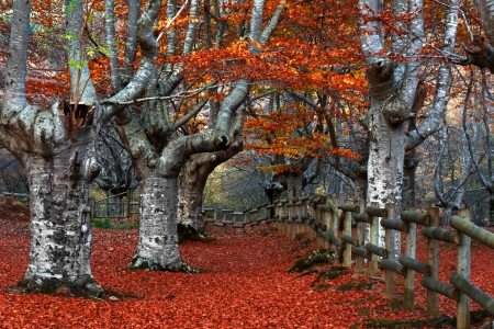 Gated beech forestの写真素材