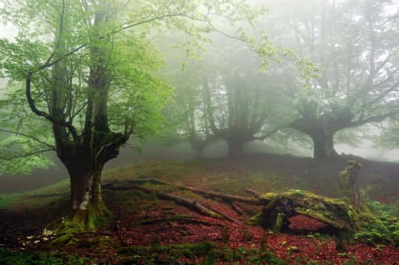 foggy beech forestの写真素材