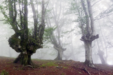 Beech forest with light and fogの写真素材