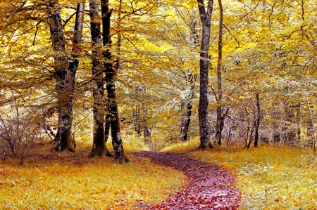 Path in colorful forest in autumnの写真素材