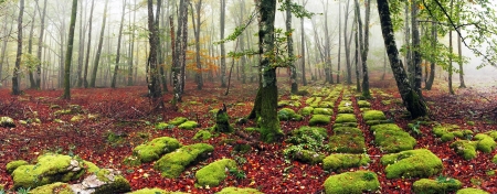 Panorama of a beech forest with sedimentary rocksの写真素材
