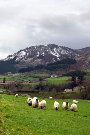 sheep in Urkiola, Basque Country with mountainsの写真素材