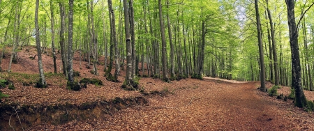 panorama of beech forest in springの写真素材