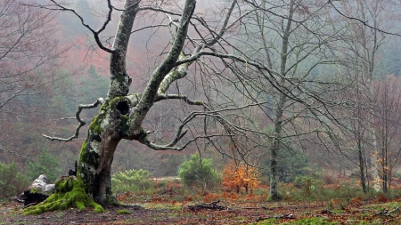 twisted tree in rainy forestの写真素材