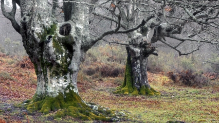 Mysterious trees in forest with rain  Photo taken in Gorbea natural park, Basque Country, Spain の写真素材
