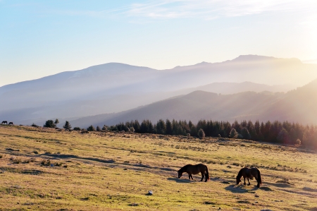 horses at the morning on mountains with beautiful light  Photo taken in Urkiola, Basque Country, Spain の写真素材