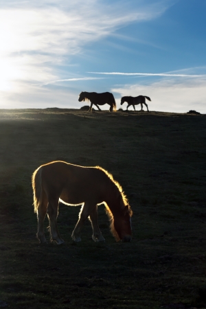 silhouette of horses at sunset with beautiful back lightの写真素材