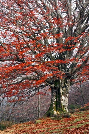 tree in autumn with red vivid colors leavesの写真素材