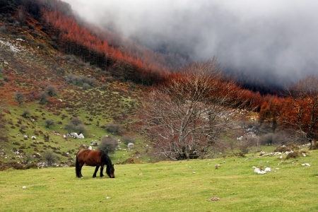 horse grazing on field with fog at autumnの写真素材