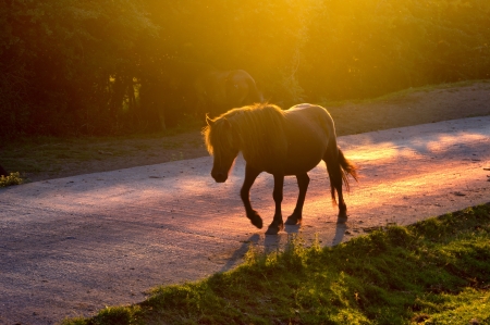 horse crossing the road at sunsetの写真素材