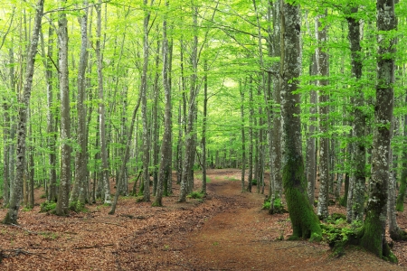 beech forest in spring and a pathwayの写真素材