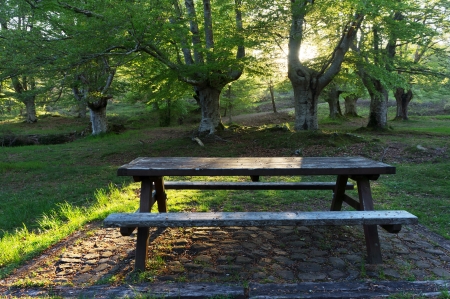 picnic table surrounding by trees