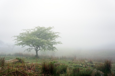 lonely tree with fogの写真素材