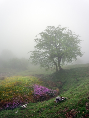 lonely tree with fog and flowersの写真素材