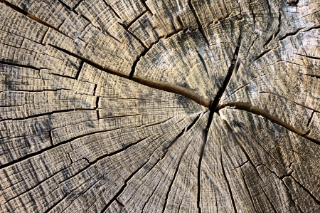 circles on bark of a tree cuttedの写真素材