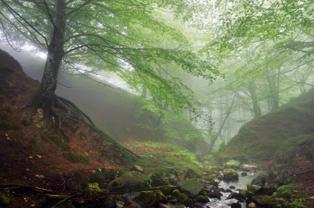 forest with fog and a streamの写真素材