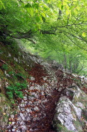 pathway in rocky forestの写真素材