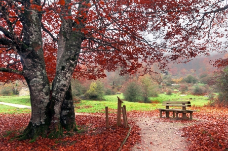 bench in park on autumの写真素材