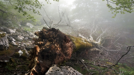fallen and uprooted tree in foggy forestの写真素材