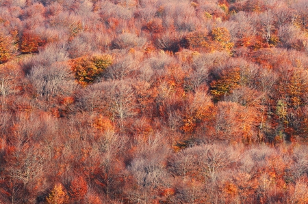  autumn forest in redの写真素材