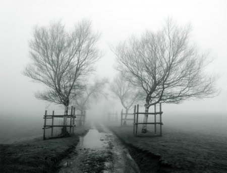 path surrounding by trees in the fogの写真素材