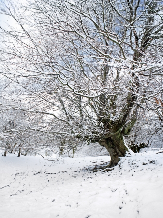 winter landscape with tree and frozen branchesの写真素材