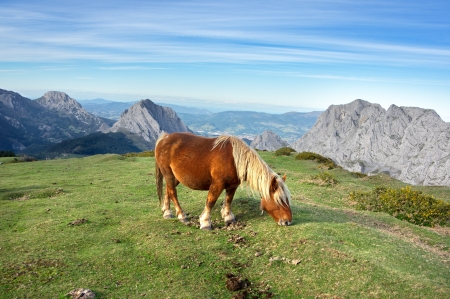 horse in basque country mountainsの写真素材