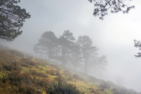 trees in the morning with beautiful lightの写真素材