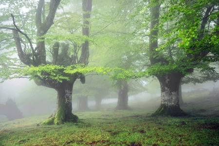 misty forest in spring with fog