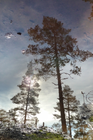 trees reflections in a puddleの写真素材