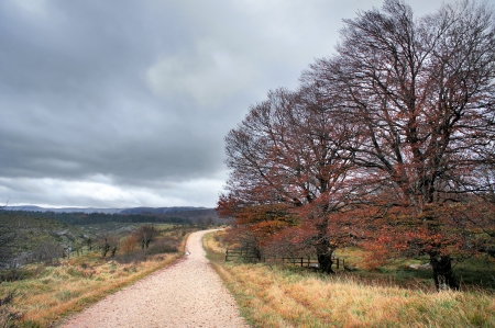 path in park with autumnal treesの写真素材