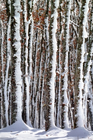 winter landscape with frozen tree trunksの写真素材