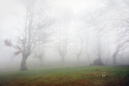 beautiful forest with fogの写真素材