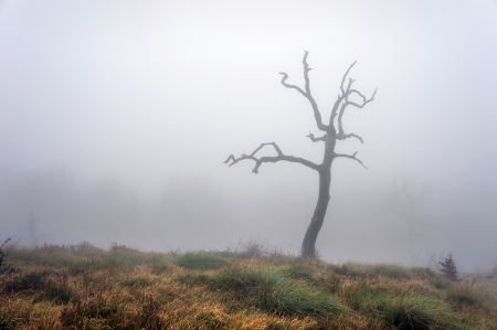 lonely and dry tree with fogの写真素材