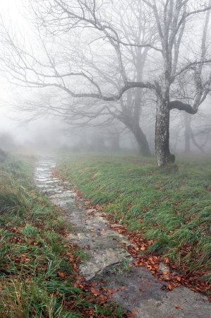 trail in the forest with fog and mysterious treesの写真素材