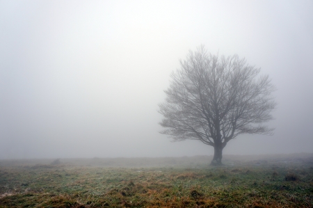 lonely tree with fog and beautiful lightの写真素材