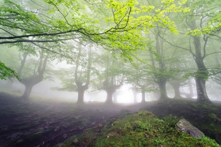 magical forest with fog and beautiful lightの写真素材