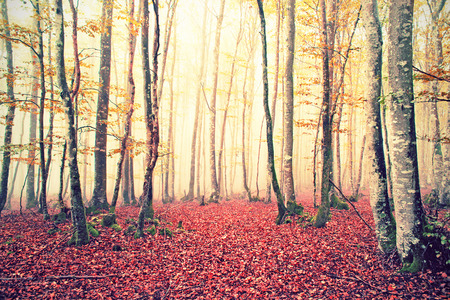 fantasy forest with vintage lightの写真素材