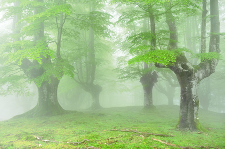 magical forest with fog and beautiful lightの写真素材