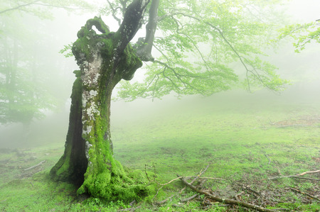 hollow tree in magic forestの写真素材