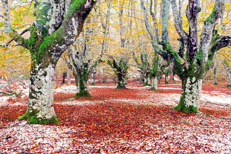 forest in autumn with some snowの写真素材